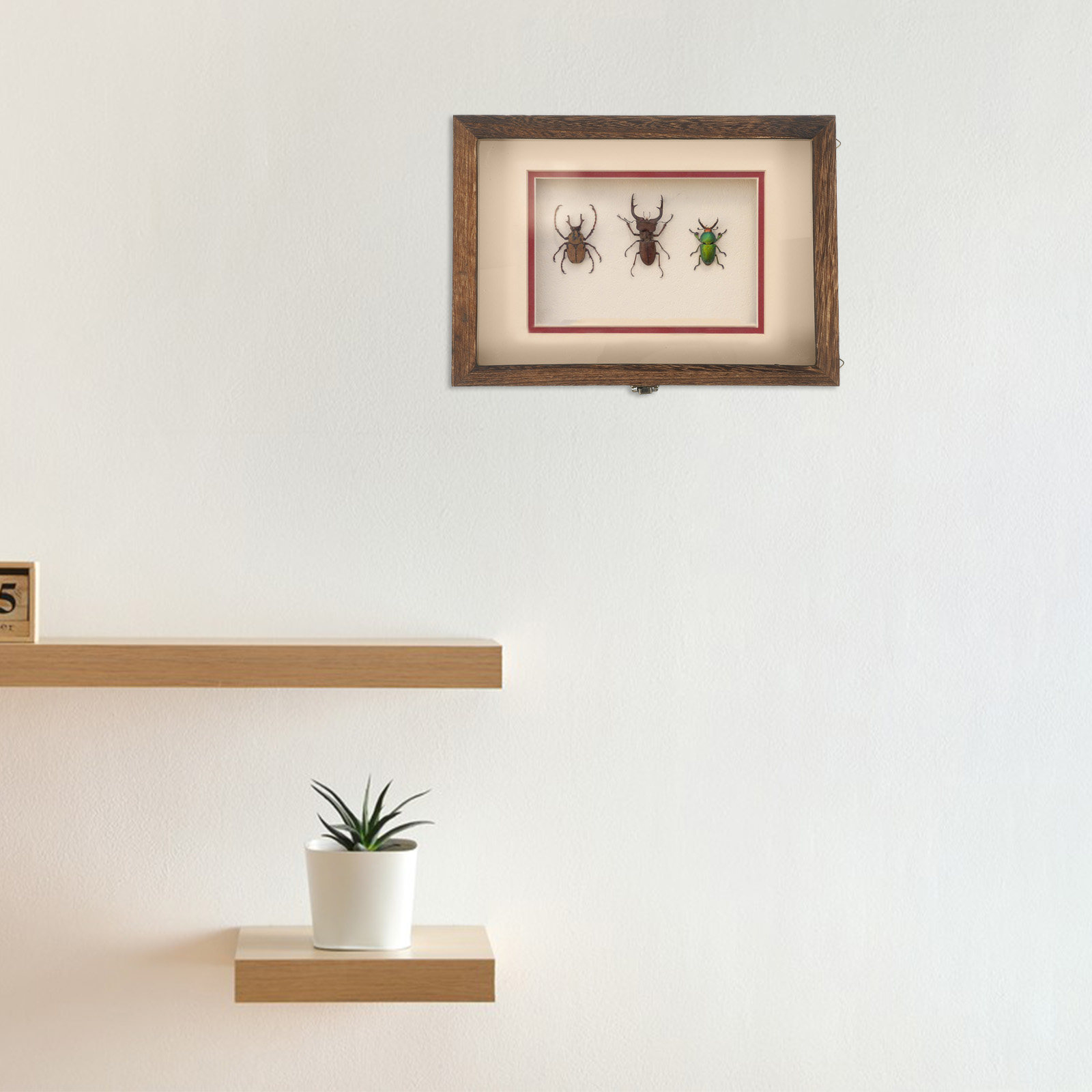 مجموعة واحدة من علبة عرض الحشر - مراجعة Frame Display Wood وسعره